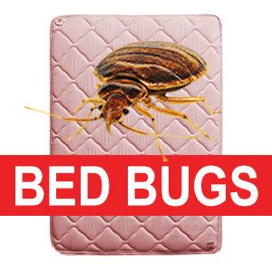 Recycle Bed Bug Invested Mattress